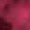 Beet Red