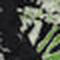 Garden Green