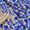 Medieval Blue